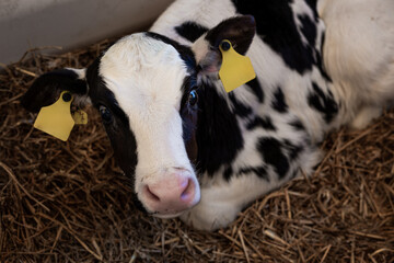 A black and white calf with yellow ear tags lies on straw in an indoor enclosure. The close up view...