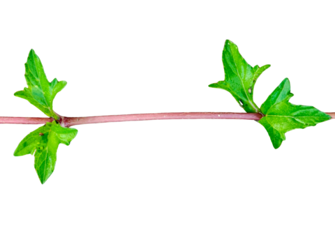 A close-up of a slender vine stem with small, vibrant green leaves growing at intervals along its length.