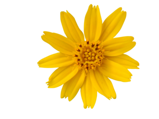 A vibrant yellow flower with multiple elongated petals radiating symmetrically from a detailed central disk.