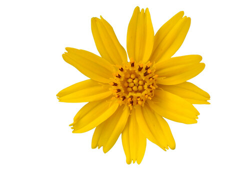 A vibrant yellow flower with multiple elongated petals radiating symmetrically from a detailed central disk. - Powered by Adobe