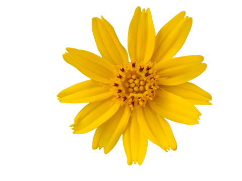 A vibrant yellow flower with multiple elongated petals radiating symmetrically from a detailed central disk.