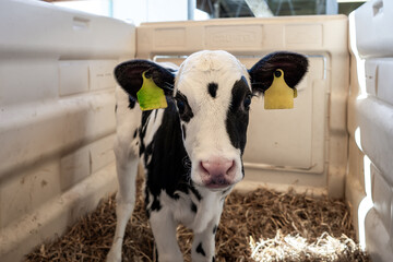 A black and white calf with yellow and green ear tags stands in a white plastic pen lined with straw, with sunlight casting soft shadows. © True Pixel Art