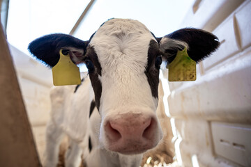 A young black and white calf with yellow ear tags stands in a well lit enclosure. The calf's pink...