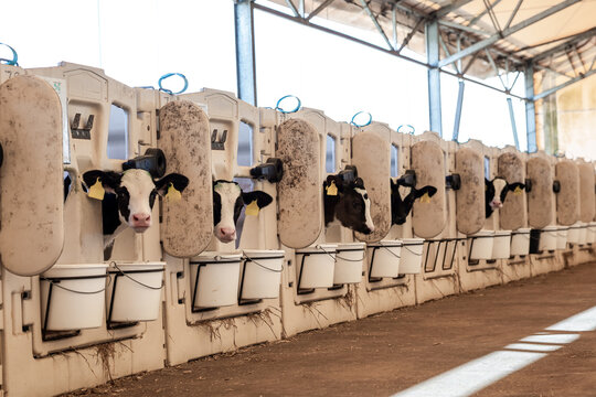 A row of calves with yellow ear tags housed in feeding stations with buckets and head restraints under a metal framed roof with translucent panels.