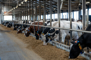 Row of dairy cows with identification collars feeding at a trough inside a clean barn with a high slanted roof, metal beams, and large windows. © True Pixel Art