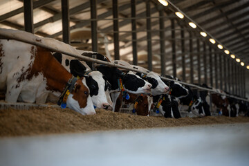 A row of Holstein and brown cows feed in a clean, organized barn with a high roof, metal beams, and...