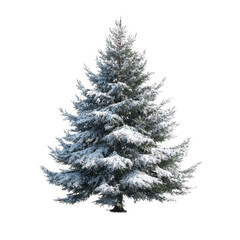Fototapeta premium Snow-Covered Evergreen Tree Isolated on White Transparent background