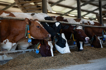 Cows with brown, black, and white patterns eat hay in a barn with a metal roof, visible beams, and collars featuring numbered tags and sensors.