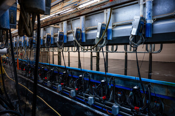 Row of automated milking machines with control panels, pipes, and hoses in a tiled, well lit dairy...