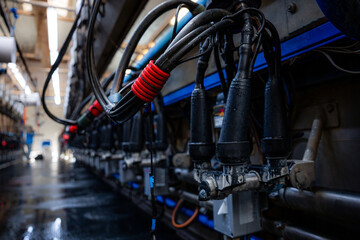Milking equipment in a dairy facility with rows of hoses, a red coiled wrap, wet floor, water...