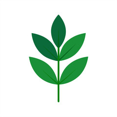 Botanical medicinal leaf clipart on transparent background for web and graphic design