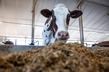 Brown and white cow with ear tag near feeding trough in a modern barn. Structured ceiling and...