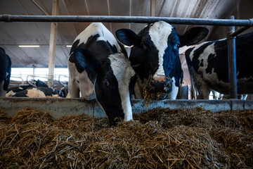 Two black and white Holstein cows eat hay behind metal railings in a barn with high ceilings,...