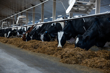 Black and white dairy cows eat hay along a trough in a well lit barn with high ceilings, visible...
