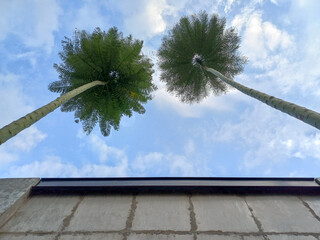 two trees with green crowns look up at the sky. The crowns of the trees are green against the sky....
