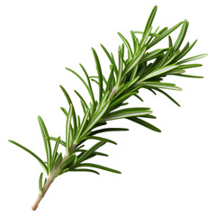 Fototapeta premium Rosemary leaf image isolated on transparent background.