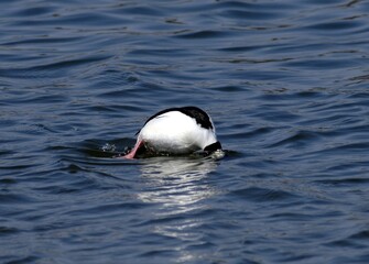 Bufflehead Duck Diving Sequence While Hunting Underwater