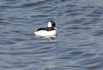 Bufflehead Duck Series Swimming and Diving Behaviors in Korea