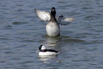 Bufflehead Duck Series Swimming and Diving Behaviors in Korea