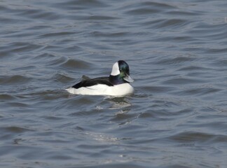 Bufflehead Duck Series Swimming and Diving Behaviors in Korea