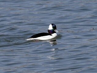 Bufflehead Duck Series Swimming and Diving Behaviors in Korea