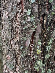 Texture of tree trunk bark with green moss on it