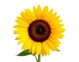 Fototapeta premium Bright Sunflower in Full Bloom with Green Leaves, isolated on transparent background PNG