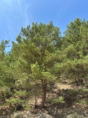 Scenic view of dense forest with tall green trees under natural daylight, peaceful nature and environment background