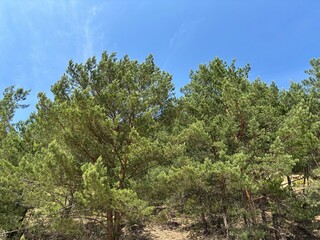 Scenic view of dense forest with tall green trees under natural daylight, peaceful nature and...