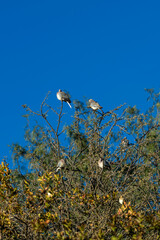 Groupe de tourterelles perchées dans un arbre