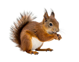 Brown Squirrel with White Belly Eating a Nut, Isolated on a White Background