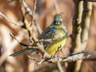 枝にとまるアオジ