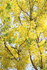 Golden Shower Tree Canopy: A vibrant shot showcasing the radiant yellow flowers of a Golden Shower tree. The sun-dappled petals create a stunning display of color and texture.