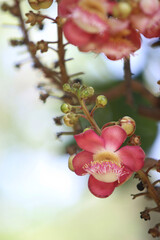 Blossoming Beauty: Delicate pink flower captured in a moment of vibrant life, its petals unfurling against a soft, natural backdrop.