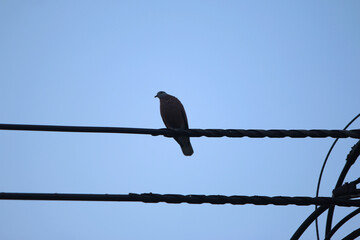 Serene Pigeon on Wire: A solitary pigeon perched gracefully on a wire against a clear, azure sky. The simple composition exudes a sense of calm.