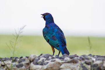 Superb Starling