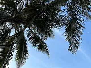 palm tree on blue sky