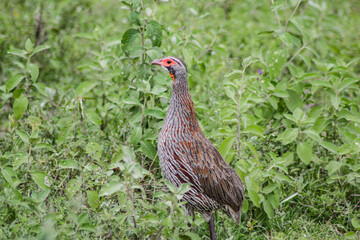 African Spurfowl