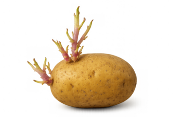 Close-up of a sprouting potato tuber with growing sprouts, isolated on a transparent background, ready for planting
