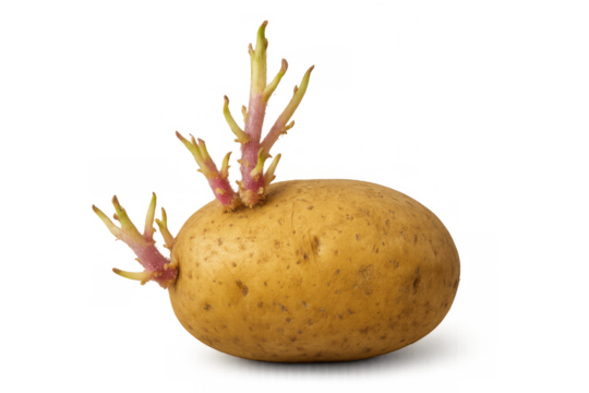 Close-up of a sprouting potato tuber with growing sprouts, isolated on a transparent background, ready for planting