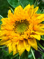 Vibrant close-up of a yellow sunflower with fresh water droplets on petals. Captured outdoors in natural light with soft green background. Perfect for nature, summer, and floral themes.