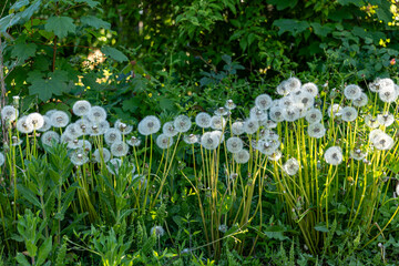 Sunlight flower seeds