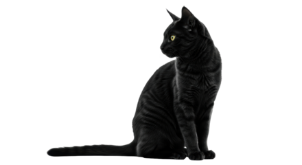 Isolated Black Cat