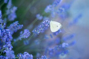background with lavender, sun glare and butterfly. place for text