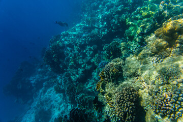 Obraz premium Colonies of the corals and tropical fishes at coral reef in Red sea