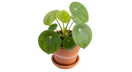 Isolated Indoor Plant