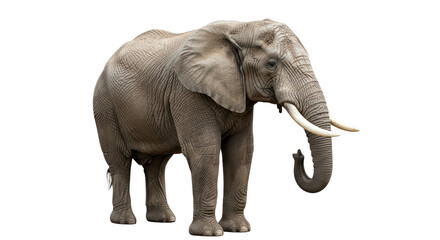 Isolated Elephant
