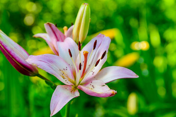 Blooming red lily (lilium) on a flowerbed at summer