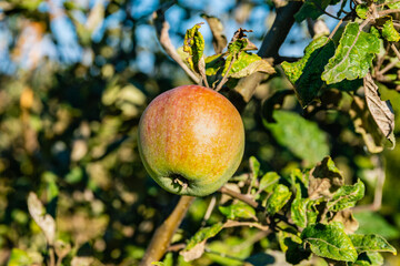 Ripe apples on branches of the apple tree