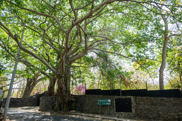 Comala